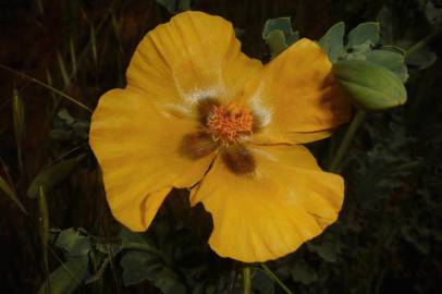 Fotografia da espécie Glaucium flavum