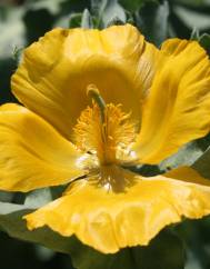 Glaucium flavum