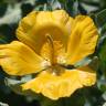 Fotografia 1 da espécie Glaucium flavum do Jardim Botânico UTAD