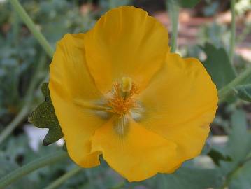 Fotografia da espécie Glaucium flavum