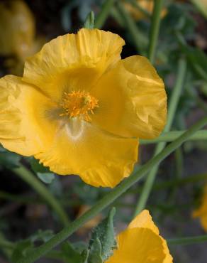 Fotografia 5 da espécie Glaucium flavum no Jardim Botânico UTAD