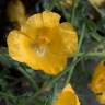 Fotografia 5 da espécie Glaucium flavum do Jardim Botânico UTAD