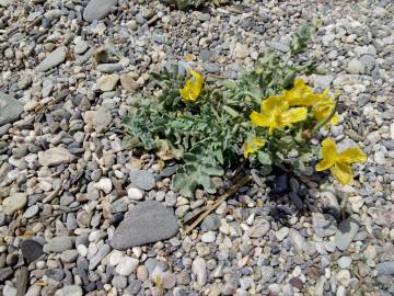 Fotografia da espécie Glaucium flavum