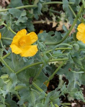 Fotografia 8 da espécie Glaucium flavum no Jardim Botânico UTAD