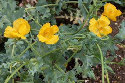 Fotografia da espécie Glaucium flavum