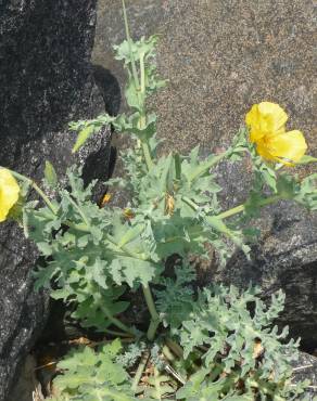 Fotografia 9 da espécie Glaucium flavum no Jardim Botânico UTAD