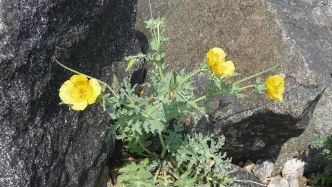 Fotografia da espécie Glaucium flavum