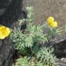 Fotografia 9 da espécie Glaucium flavum do Jardim Botânico UTAD