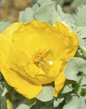 Fotografia 10 da espécie Glaucium flavum no Jardim Botânico UTAD