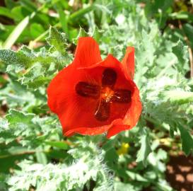 Fotografia da espécie Glaucium corniculatum