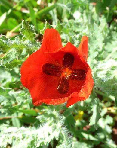 Fotografia de capa Glaucium corniculatum - do Jardim Botânico