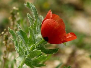 Fotografia da espécie Glaucium corniculatum