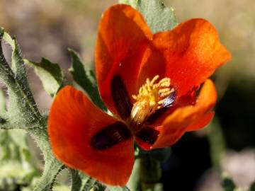 Fotografia da espécie Glaucium corniculatum