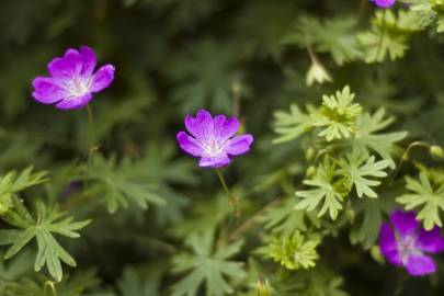 Fotografia da espécie Geranium pyrenaicum