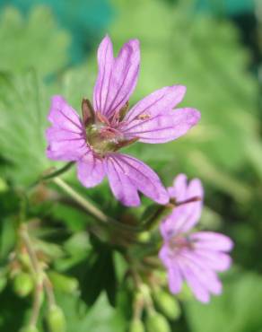 Fotografia 3 da espécie Geranium pyrenaicum no Jardim Botânico UTAD