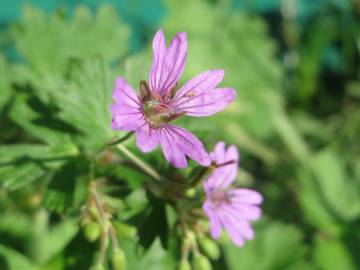 Fotografia da espécie Geranium pyrenaicum