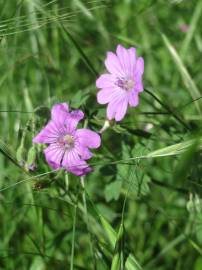 Fotografia da espécie Geranium pyrenaicum