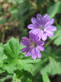 Fotografia da espécie Geranium pyrenaicum