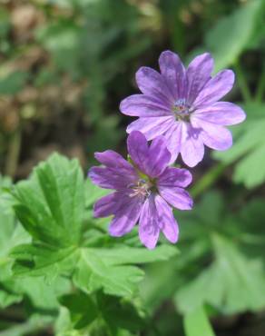 Fotografia 5 da espécie Geranium pyrenaicum no Jardim Botânico UTAD