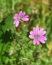 Fotografia da espécie Geranium pyrenaicum