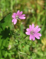 Geranium pyrenaicum