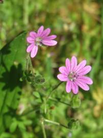 Fotografia da espécie Geranium pyrenaicum