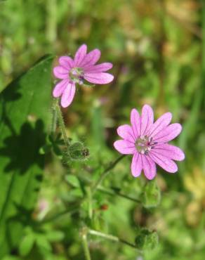 Fotografia 1 da espécie Geranium pyrenaicum no Jardim Botânico UTAD