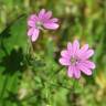 Fotografia 1 da espécie Geranium pyrenaicum do Jardim Botânico UTAD