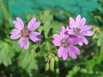 Fotografia da espécie Geranium pyrenaicum