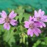 Fotografia 6 da espécie Geranium pyrenaicum do Jardim Botânico UTAD