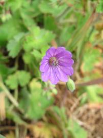 Fotografia da espécie Geranium pyrenaicum