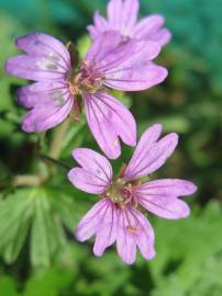 Fotografia da espécie Geranium pyrenaicum