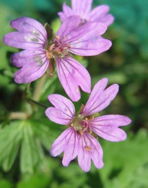 Fotografia 8 da espécie Geranium pyrenaicum no Jardim Botânico UTAD