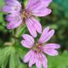 Fotografia 8 da espécie Geranium pyrenaicum do Jardim Botânico UTAD