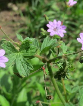 Fotografia 9 da espécie Geranium pyrenaicum no Jardim Botânico UTAD