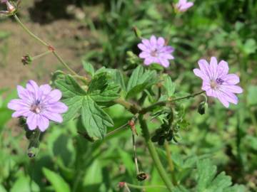 Fotografia da espécie Geranium pyrenaicum