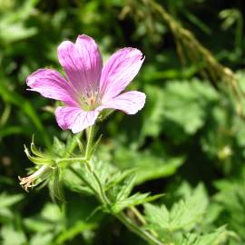 Fotografia da espécie Geranium pyrenaicum