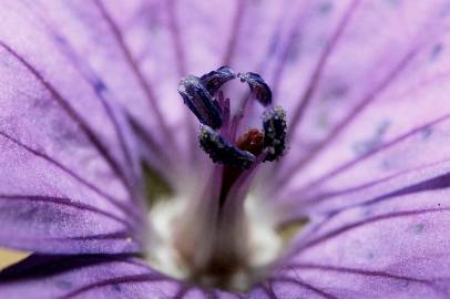 Fotografia da espécie Geranium pyrenaicum