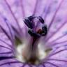 Fotografia 11 da espécie Geranium pyrenaicum do Jardim Botânico UTAD