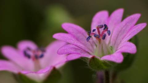 Fotografia da espécie Geranium pyrenaicum