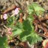 Fotografia 5 da espécie Geranium rotundifolium do Jardim Botânico UTAD