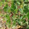 Fotografia 6 da espécie Geranium rotundifolium do Jardim Botânico UTAD