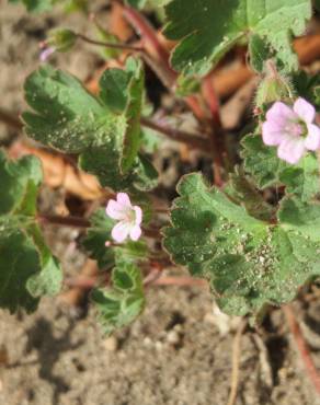 Fotografia 8 da espécie Geranium rotundifolium no Jardim Botânico UTAD