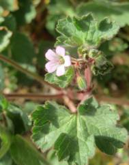 Geranium rotundifolium