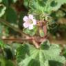 Fotografia 1 da espécie Geranium rotundifolium do Jardim Botânico UTAD