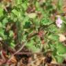 Fotografia 9 da espécie Geranium rotundifolium do Jardim Botânico UTAD