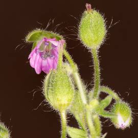 Fotografia da espécie Geranium rotundifolium