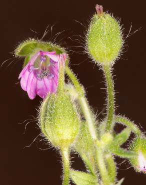 Fotografia 10 da espécie Geranium rotundifolium no Jardim Botânico UTAD