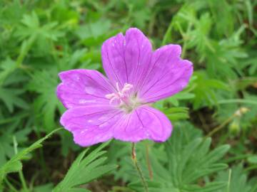 Fotografia da espécie Geranium sanguineum