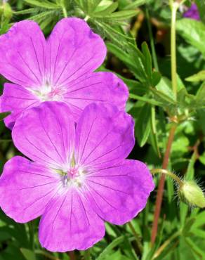 Fotografia 4 da espécie Geranium sanguineum no Jardim Botânico UTAD